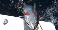 Puerto vallarta fishing report