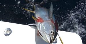 Puerto vallarta fishing report
