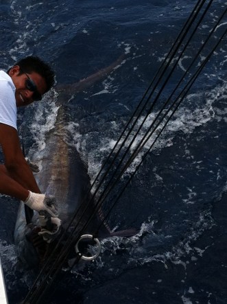 Blue Marlin release 