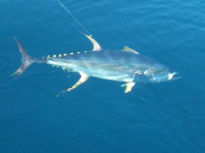 puerto vallarta yellowfin tuna fishing