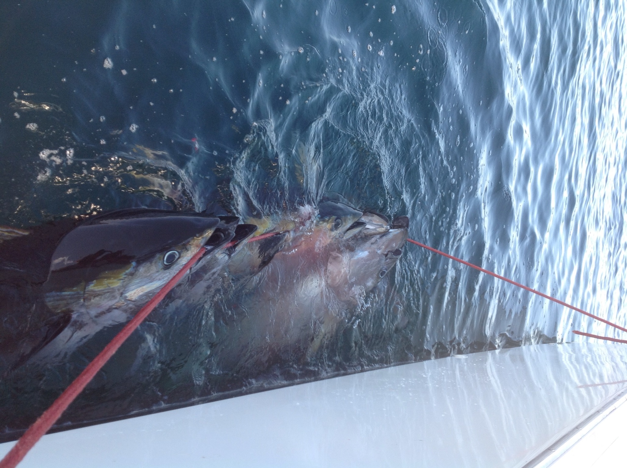 Tuna fishing with team My Marlin Puerto Vallarta Mexico
